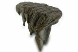 Fossil Woolly Mammoth Molar - Siberia #377766-1